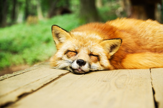 renard qui dort